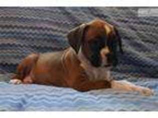 Boxer Puppy for sale in Manhattan, KS, USA