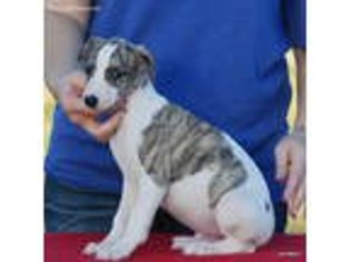 Whippet Puppy for sale in Alvin, TX, USA