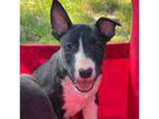 Bull Terrier Puppy for sale in Brook Park, OH, USA