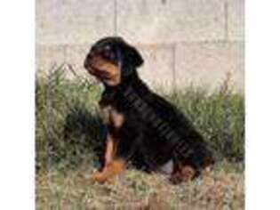 Rottweiler Puppy for sale in Pomona, CA, USA