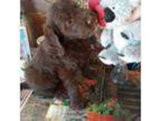 Labradoodle Puppy for sale in Apple Valley, CA, USA