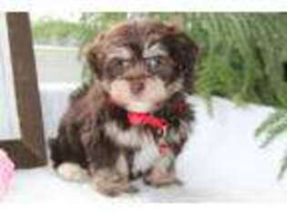 Havanese Puppy for sale in Rock Stream, NY, USA