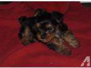 Yorkshire Terrier Puppy for sale in STEVENSVILLE, MT, USA