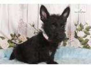Scottish Terrier Puppy for sale in Williamsport, PA, USA