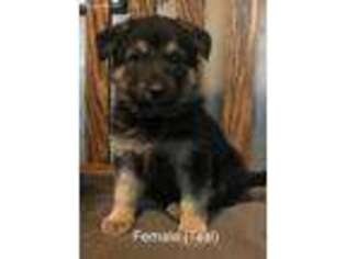 German Shepherd Dog Puppy for sale in Gowrie, IA, USA