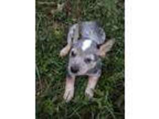 Australian Cattle Dog Puppy for sale in Fountain, CO, USA