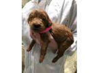 Labradoodle Puppy for sale in Scottsboro, AL, USA
