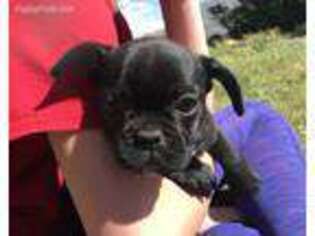 French Bulldog Puppy for sale in Parma, ID, USA