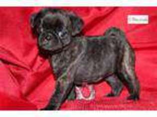 Pug Puppy for sale in Youngstown, OH, USA
