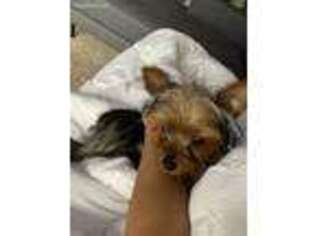 Yorkshire Terrier Puppy for sale in Lewis Center, OH, USA