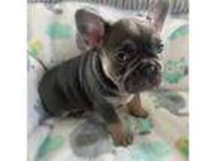 French Bulldog Puppy for sale in Wilmington, OH, USA