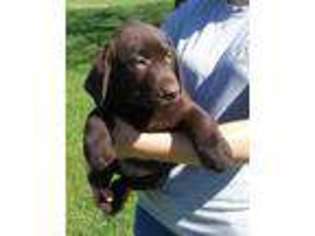 Labrador Retriever Puppy for sale in Grand Rapids, MI, USA