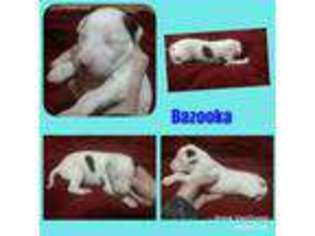 Whippet Puppy for sale in Offerle, KS, USA