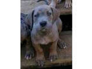 Great Dane Puppy for sale in Shelby, AL, USA