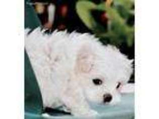 Maltese Puppy for sale in Maysville, GA, USA
