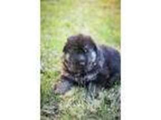 German Shepherd Dog Puppy for sale in Hoschton, GA, USA