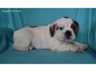 Beabull Puppy for sale in Holmesville, OH, USA