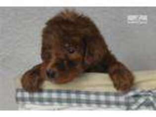 Labradoodle Puppy for sale in San Antonio, TX, USA