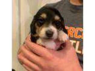 Dachshund Puppy for sale in Xenia, OH, USA