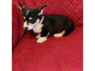 Pembroke Welsh Corgi Puppy for sale in La Grange, NC, USA