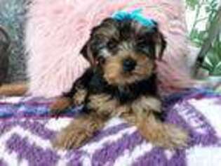 Yorkshire Terrier Puppy for sale in Conway, SC, USA