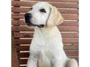 Labrador Retriever Puppy for sale in El Campo, TX, USA