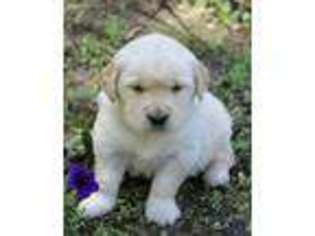 Golden Retriever Puppy for sale in Spring Mills, PA, USA