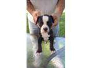 American Bulldog Puppy for sale in Franklinville, NJ, USA