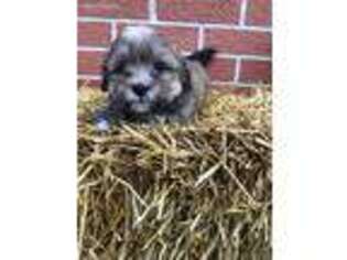 Mutt Puppy for sale in Jackson Center, OH, USA