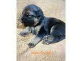 German Shepherd Dog Puppy for sale in Gowrie, IA, USA