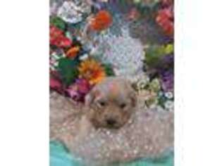 Golden Retriever Puppy for sale in Bluebell, UT, USA