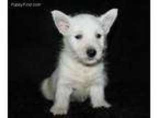 West Highland White Terrier Puppy for sale in Wellesley, MA, USA
