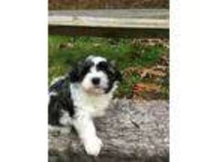 Mal-Shi Puppy for sale in Williamsport, PA, USA