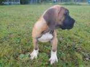Boerboel Puppy for sale in Vancleave, MS, USA
