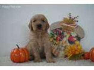 Golden Retriever Puppy for sale in Moapa, NV, USA