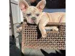 French Bulldog Puppy for sale in Concord, CA, USA