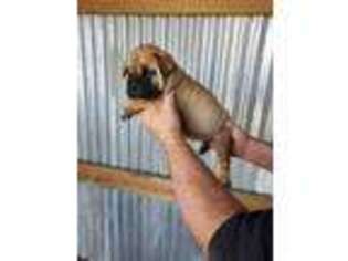 Bullmastiff Puppy for sale in Holdenville, OK, USA