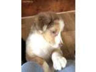 Australian Shepherd Puppy for sale in Holly Hill, SC, USA
