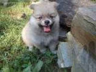 Pomeranian Puppy for sale in Fletcher, NC, USA