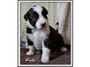 Border Collie Puppy for sale in Burns, OR, USA