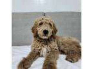 Goldendoodle Puppy for sale in New York, NY, USA