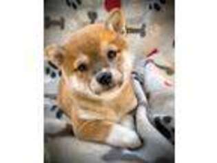 Shiba Inu Puppy for sale in Ben Wheeler, TX, USA