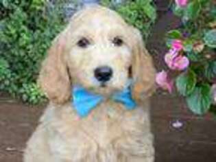 Goldendoodle Puppy for sale in Mason City, IL, USA