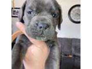 Cane Corso Puppy for sale in Rio Linda, CA, USA