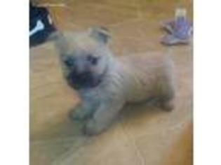 Cairn Terrier Puppy for sale in Bagley, MN, USA