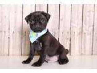Pug Puppy for sale in Howard, OH, USA