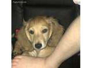 Dachshund Puppy for sale in Thomson, GA, USA