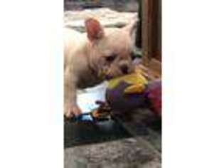 French Bulldog Puppy for sale in Greenville, MO, USA