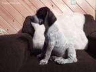 German Shorthaired Pointer Puppy for sale in Somerset, PA, USA