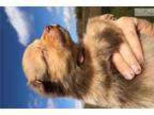 Miniature Australian Shepherd Puppy for sale in Lexington, KY, USA